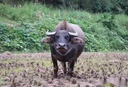 澳门最精准四不像正版,专业地调查详解_精英版67.536