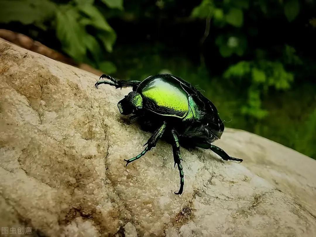 最新金龟子,昆虫世界的璀璨明星