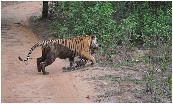 教招答案最新,观点阐述与解析