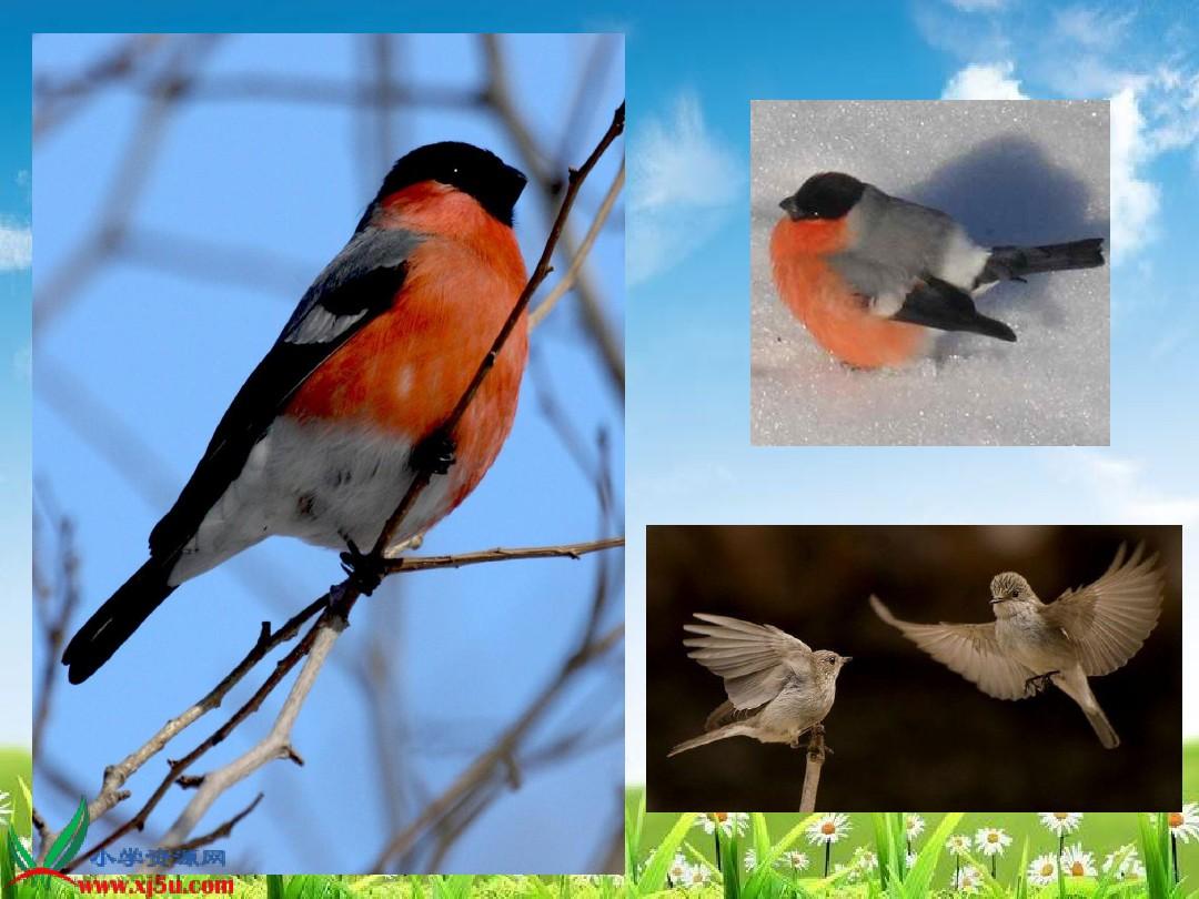 最新灰雀课件,探索灰雀的世界