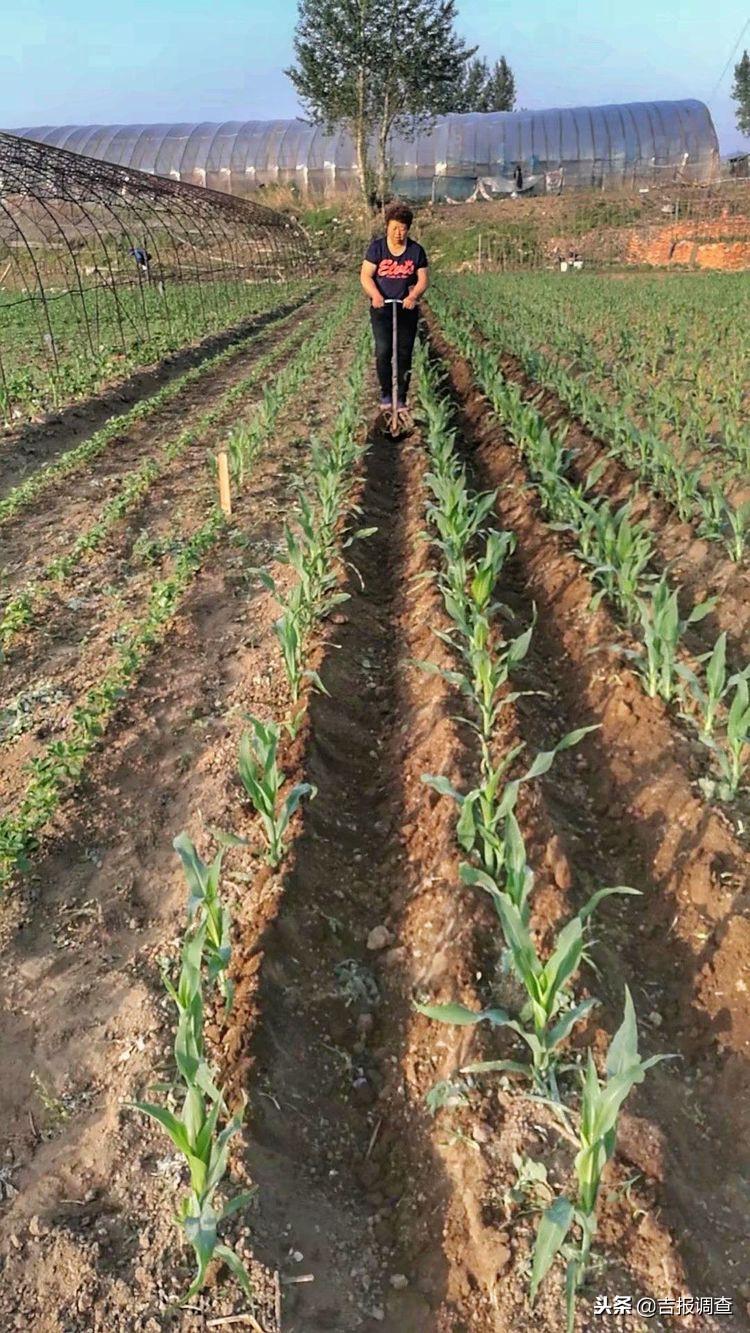 农家小展最新🌽🍎田园生活的美好瞬间