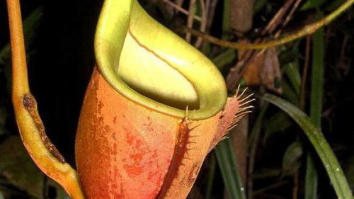 最新猪笼草的神奇世界,探索自然奥秘的向导