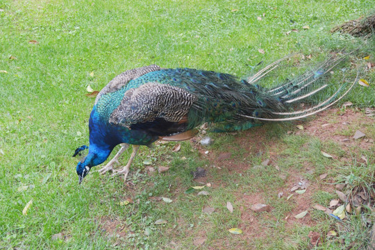 孔雀苗最新价格,时代背景下的波澜与影响