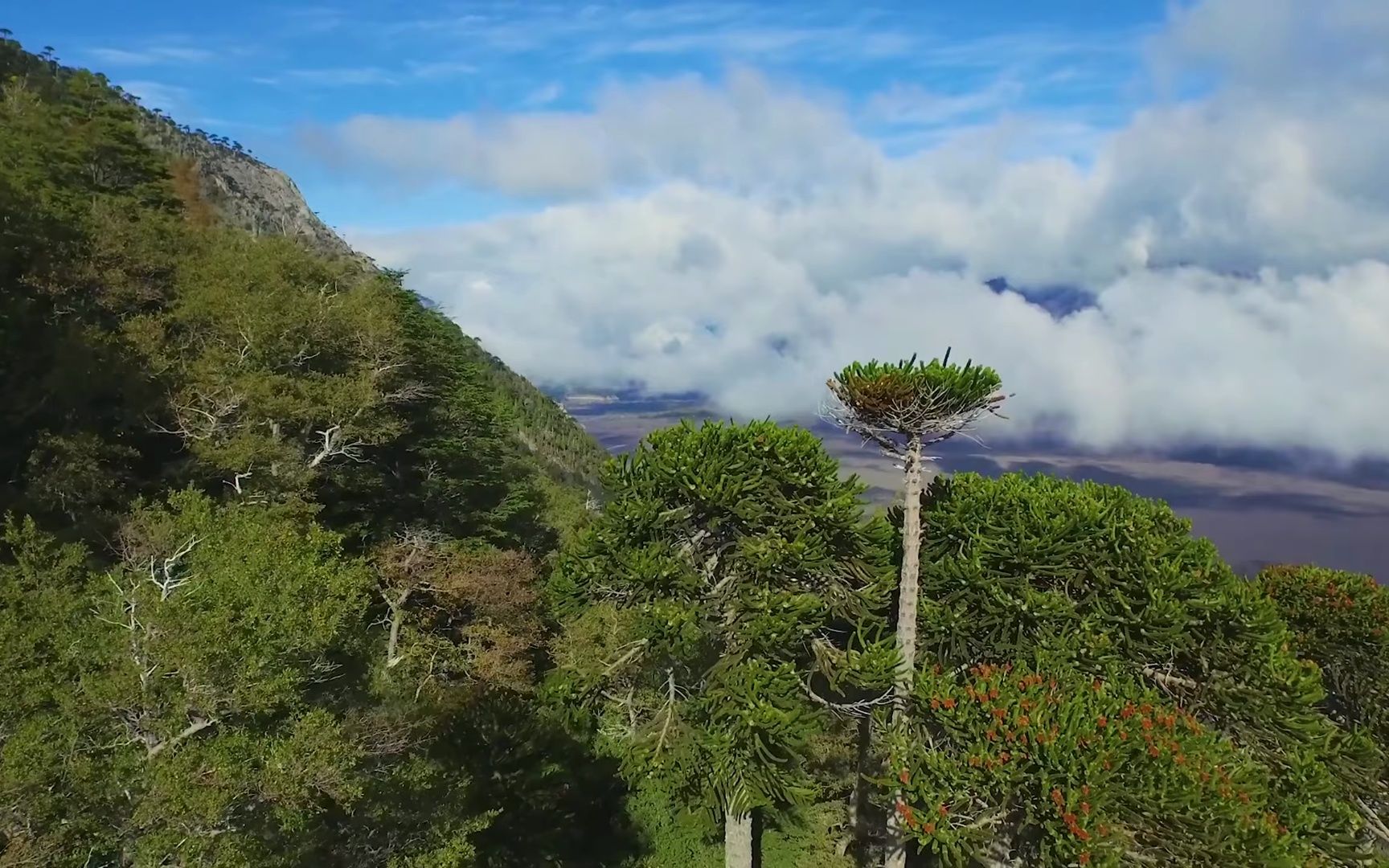最新凹凸视频,探索自然美景的轻松之旅,寻找内心的平和静谧