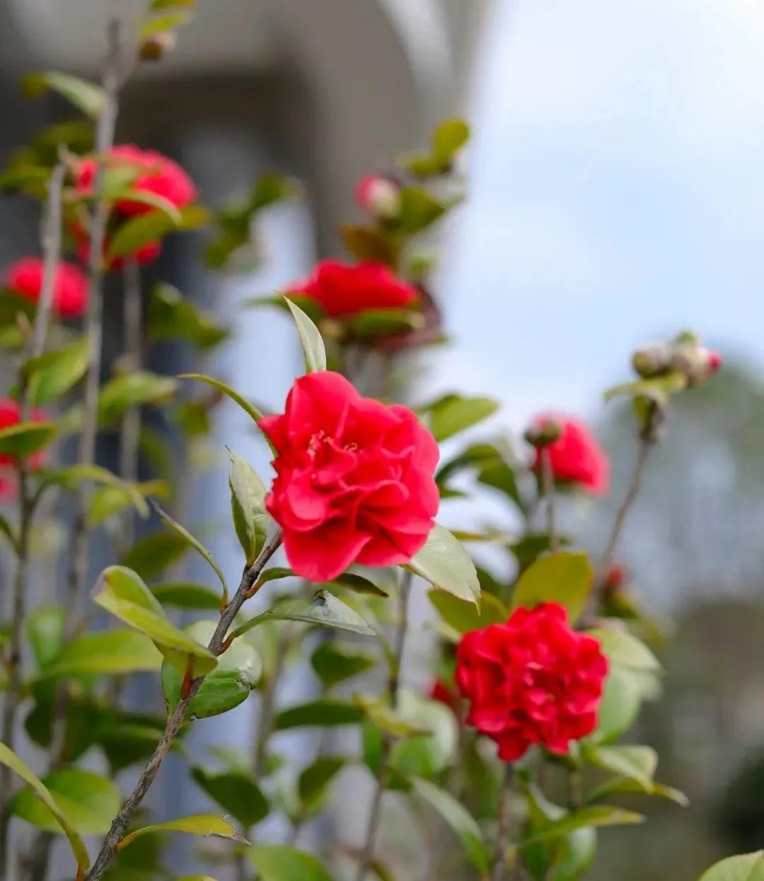 最新疫情等级实时资讯,探索自然美景的轻松之旅