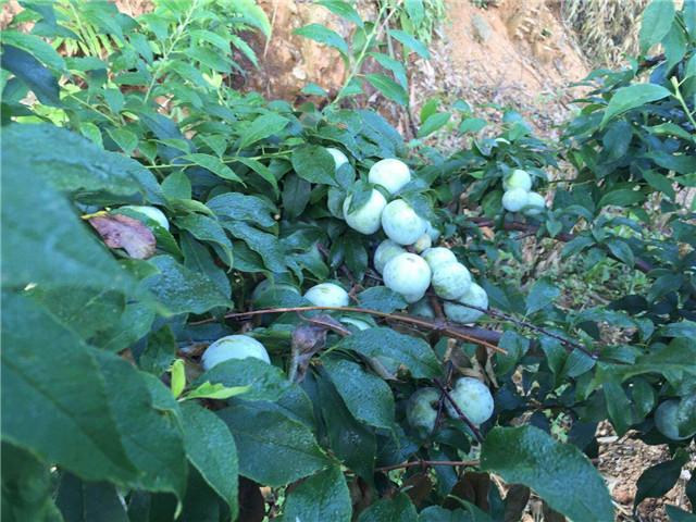 三华李苗价格,从树苗到成功的励志之旅