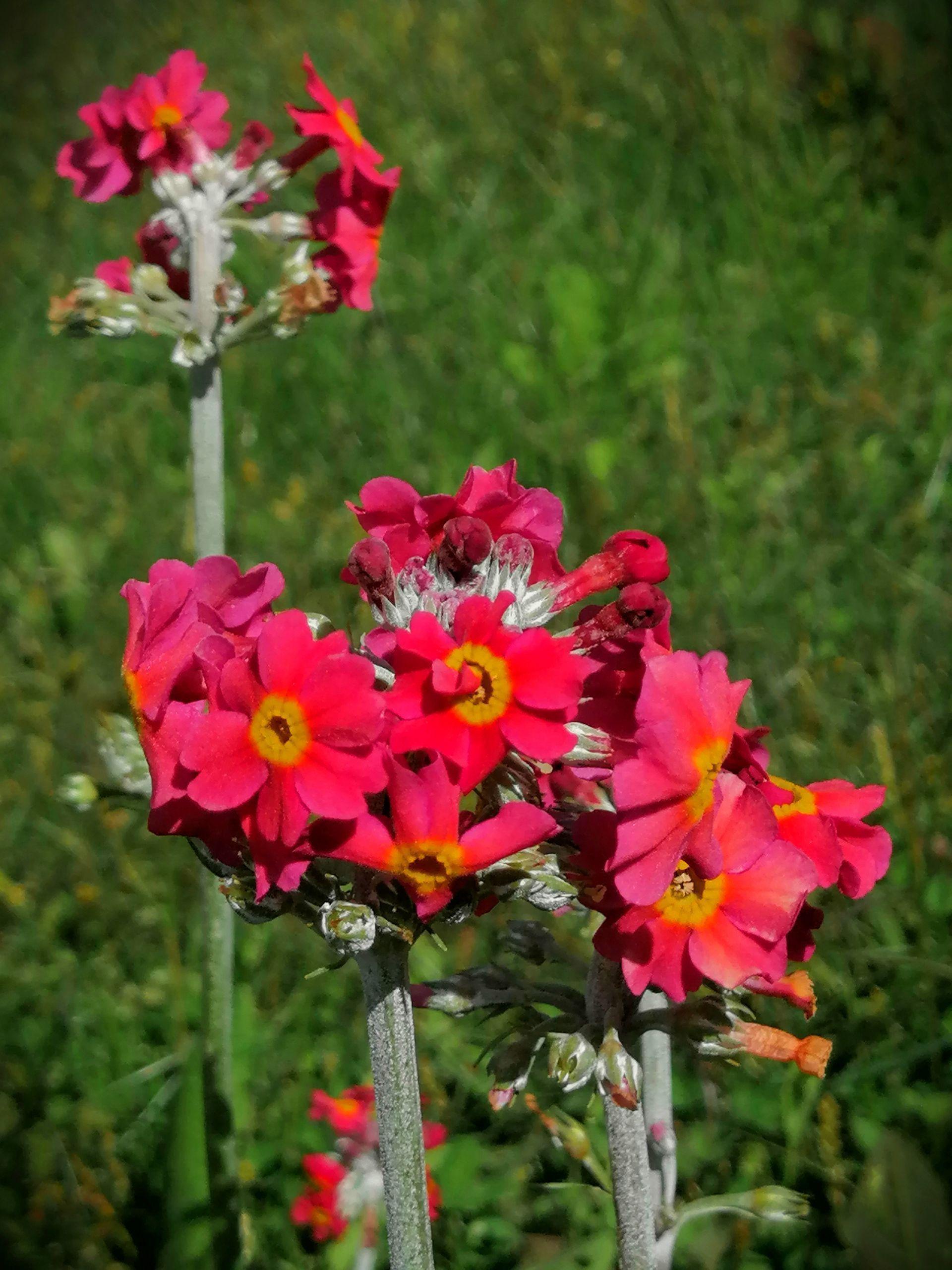 丽江足球最新动态,在蓝天绿野间寻找足球与心灵的共鸣