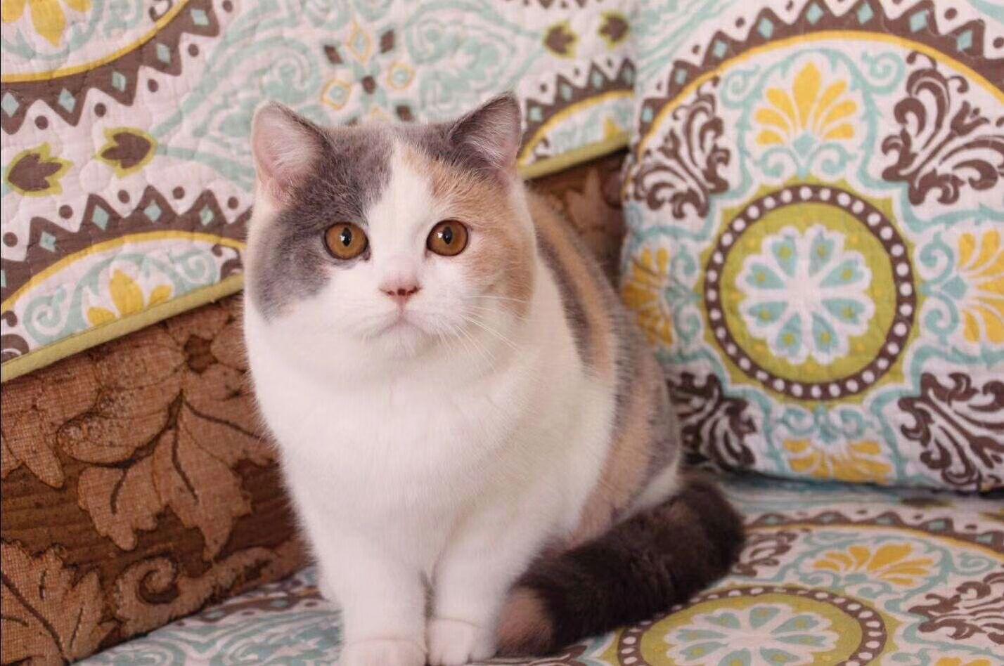 英短猫价格多少钱一只,变化、学习与自信的力量