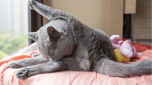 英短猫价格多少钱一只,变化、学习与自信的力量