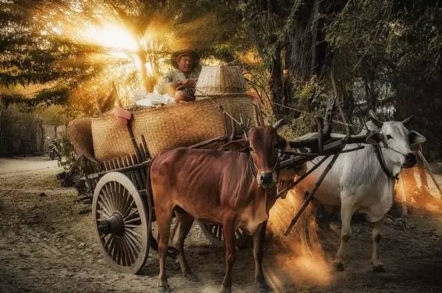 拳霸新摇杆,一场自然美景的心灵之旅