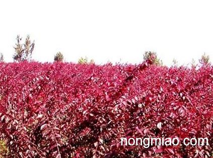 红叶李行情,市场走势分析及其观点阐述