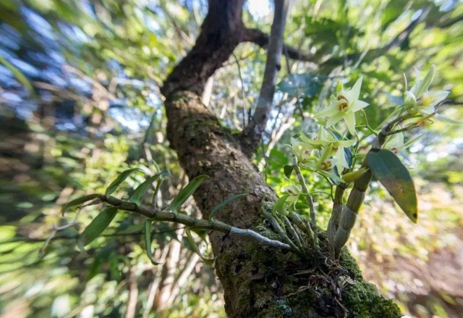 石斛价格,一场寻找内心平静的绿色之旅