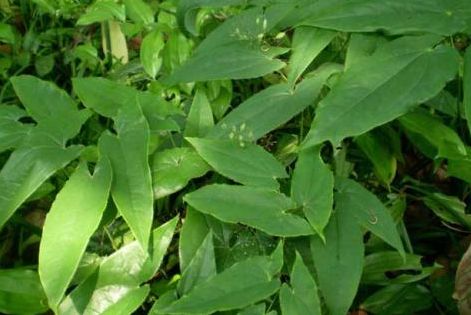 淫羊藿的价格——科技赋能,生活因此而变