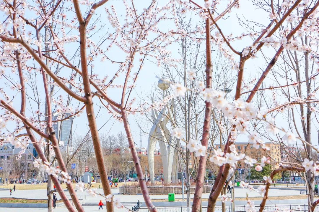 🌸公园美景最新动态🌼