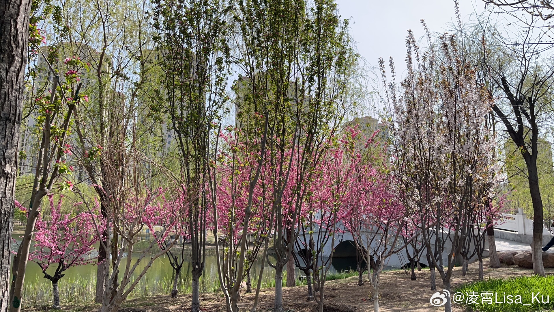 🌸公园美景最新动态🌼