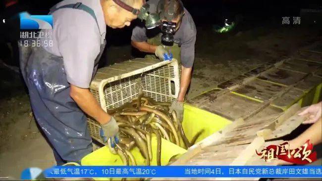 最新捕捞黄鳝,透视其利弊与我们的选择