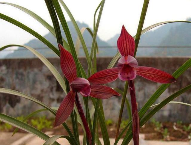 春兰整体上市的步骤指南(适用于初学者及进阶用户)