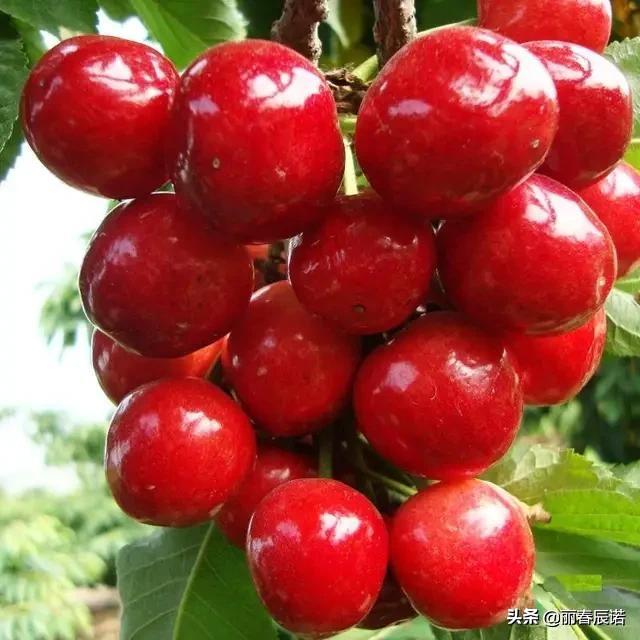 大樱桃品种盘点——科技与生活共舞的前卫盛宴