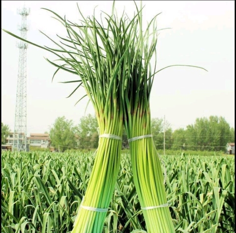 最新蒜薹市场价格🍃🌱