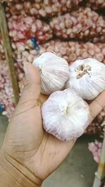 重庆大蒜价格实时动态,小巷深处的蒜香秘境