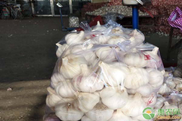 重庆大蒜价格实时动态,小巷深处的蒜香秘境