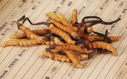 冬虫夏草的价格,深入解析与观点阐述