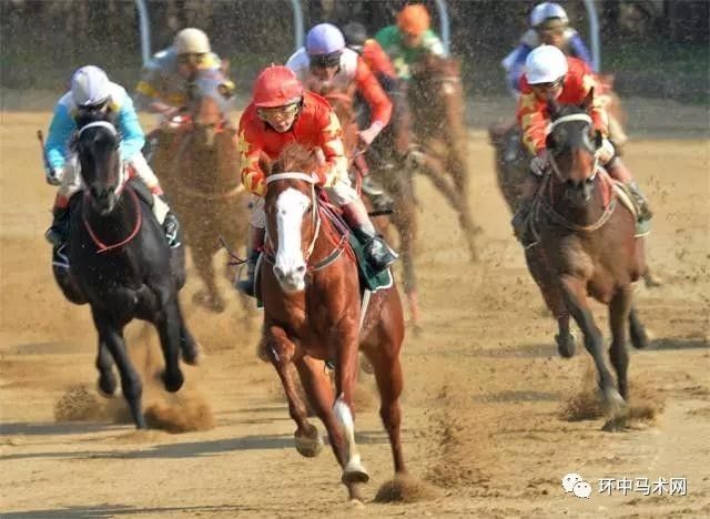 赛马比赛2017视频,速度与友情的完美交融