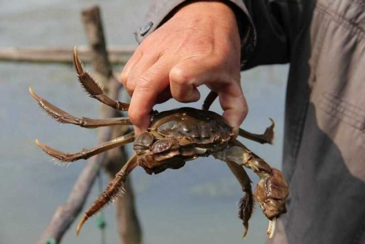 河蟹价格最新动态市场