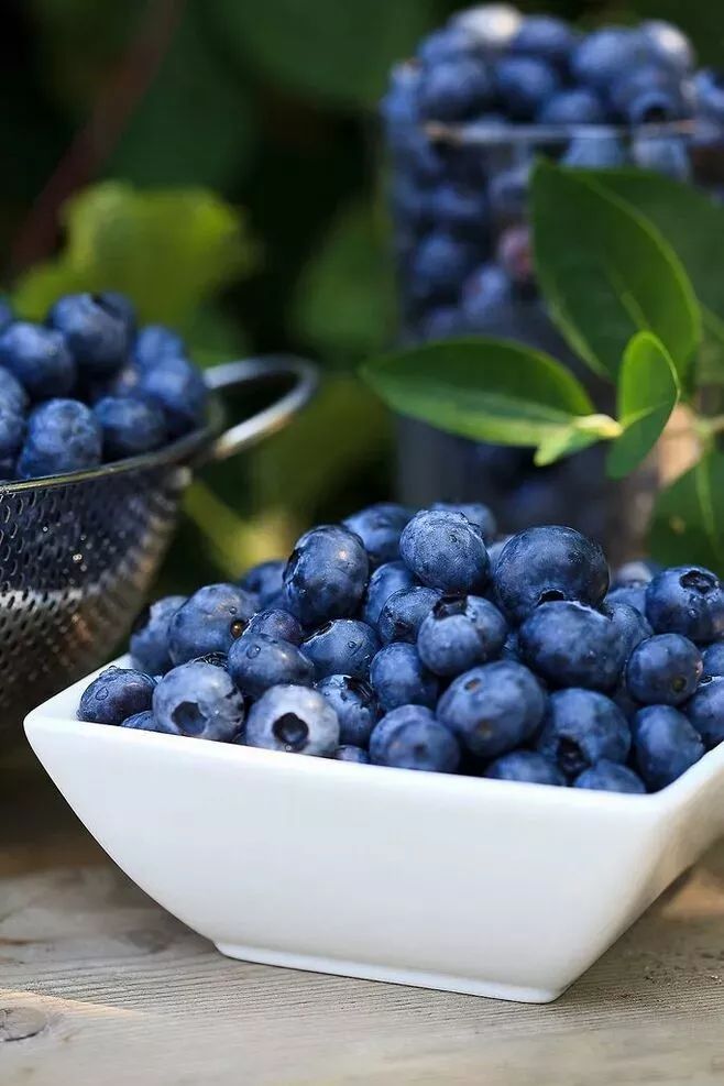 小红书分享蓝莓价格大揭秘!新鲜蓝莓,美味与健康并重!