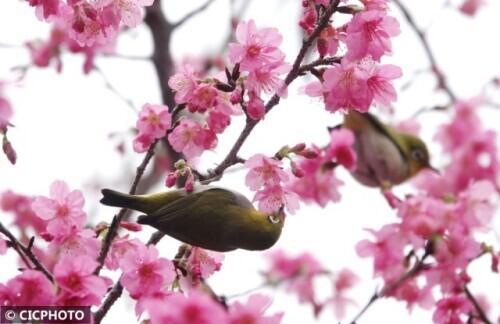 苏州绣眼比赛,传统工艺与现代竞技的完美结合