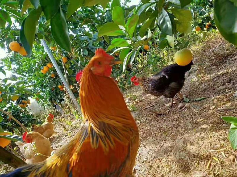 脐橙批发价格行情查询步骤指南