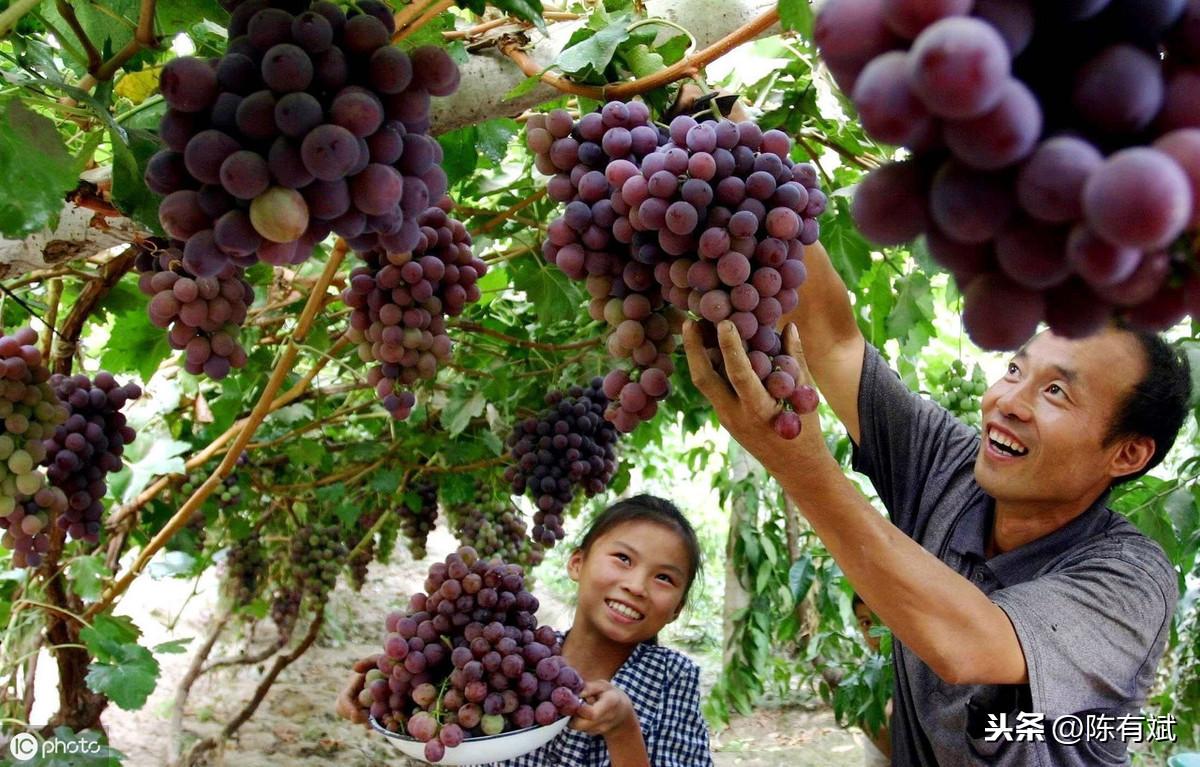 脐橙批发价格行情查询步骤指南