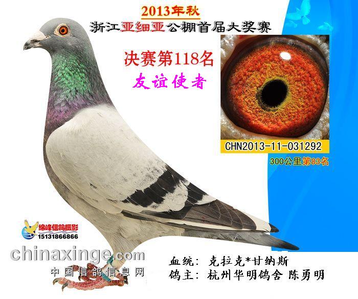 东信赛鸽公棚最新通知——友情与飞翔的温馨故事