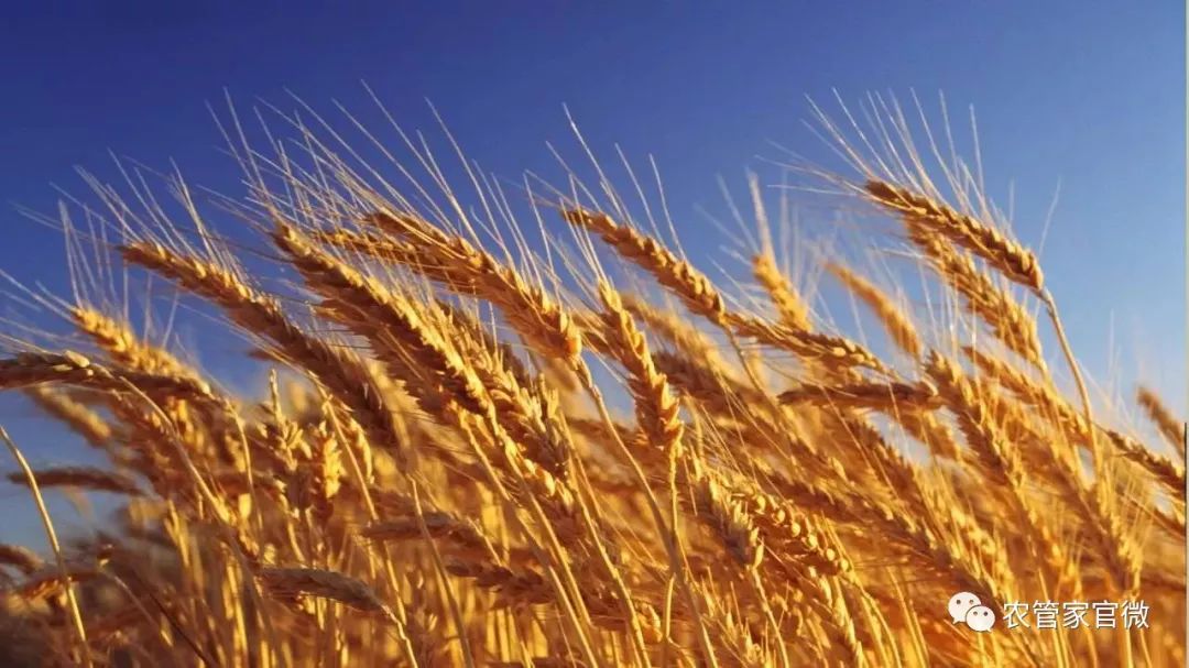 今日小麦价格最新行情