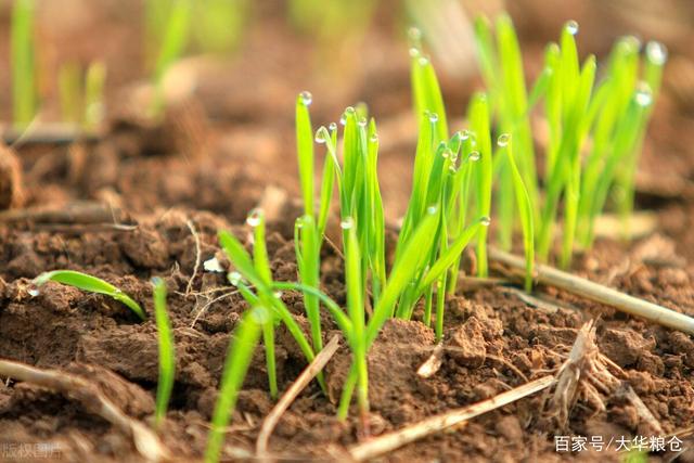 河南小麦今日最新价格动态