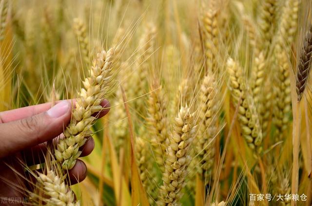河南小麦今日最新价格动态