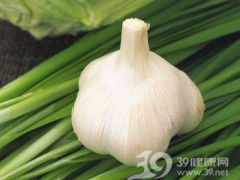 温馨金乡,大蒜情缘