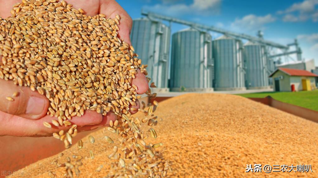 今日麦子价格走势最新图,市场分析及其影响因素