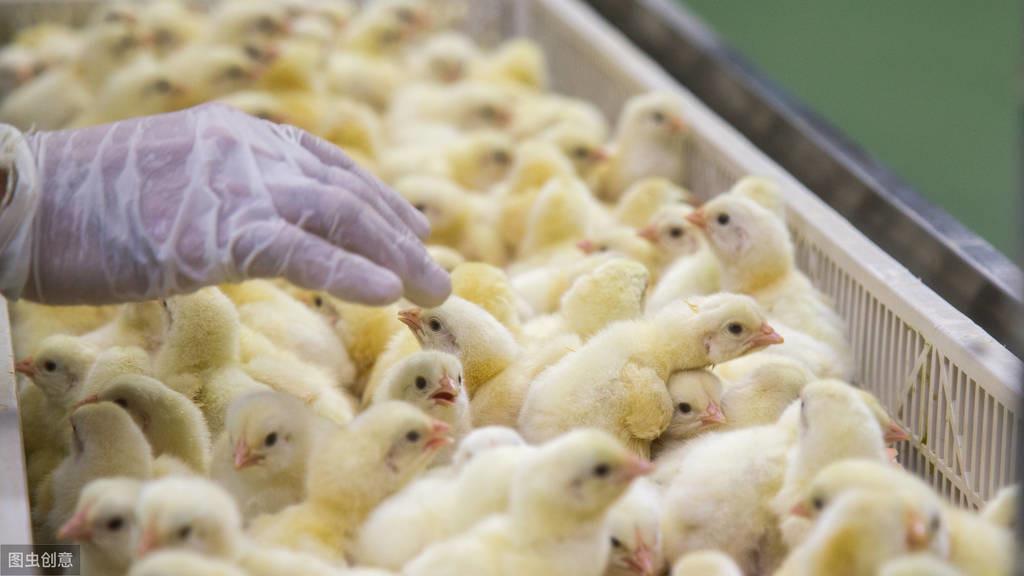 贵州肉鸡价格行情详解,如何了解与掌握肉鸡价格走势