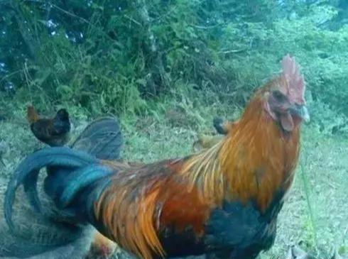 贵州肉鸡价格行情详解,如何了解与掌握肉鸡价格走势