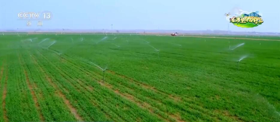 阜阳小麦最新行情,变化中的希望与力量的源泉