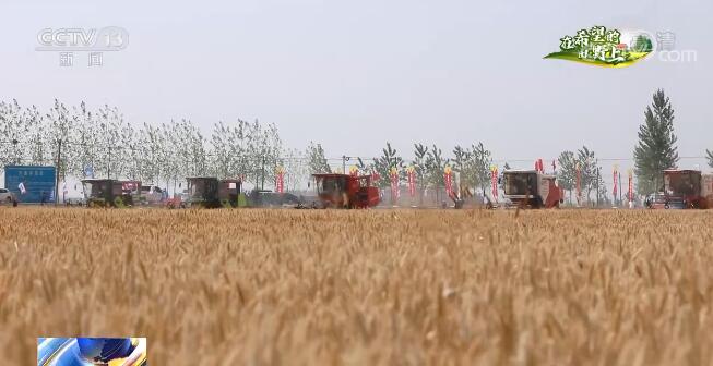 阜阳小麦最新行情,变化中的希望与力量的源泉