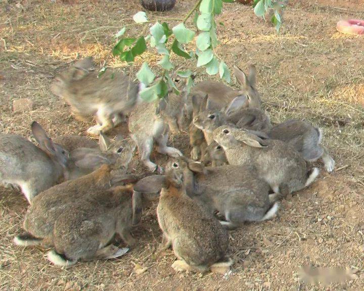 杂交野兔行情,一场变化与自信的冒险之旅