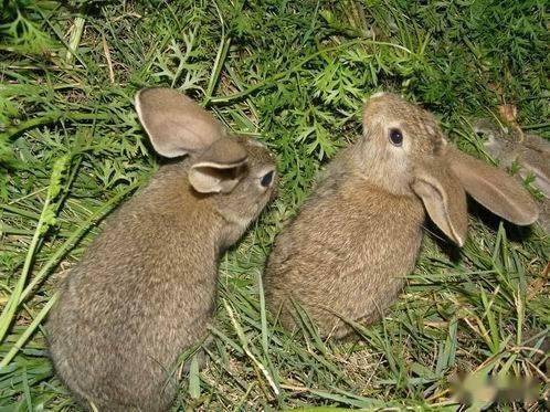 杂交野兔行情,一场变化与自信的冒险之旅