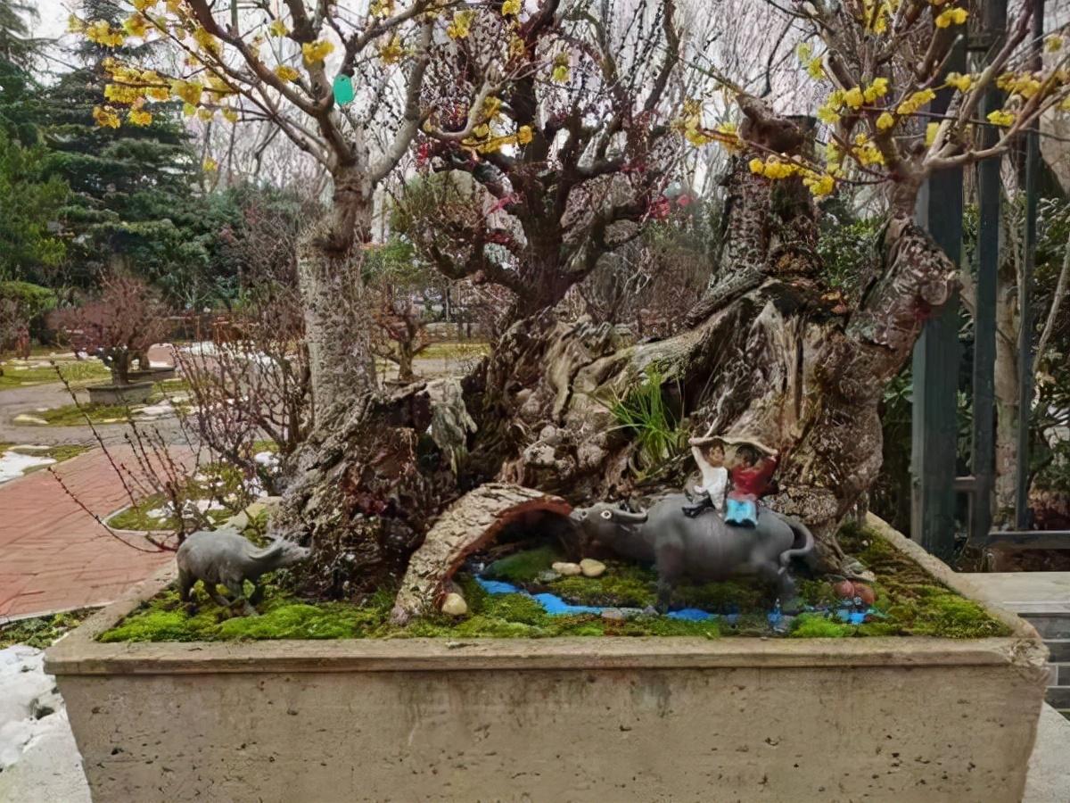 梅比赛,传统与现代交融的艺术盛宴