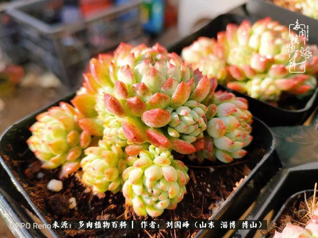 梅比赛,传统与现代交融的艺术盛宴