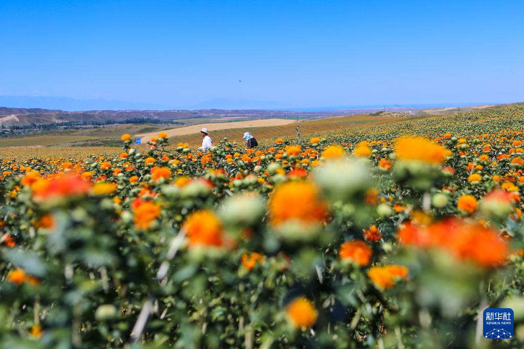 新疆红花市场价格——科技重塑传统,红花绽放新价值
