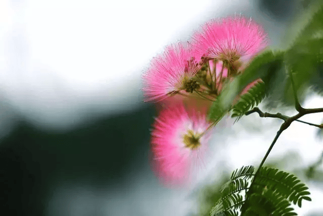 一棵合欢树的故事,18公分的友情与家的温暖