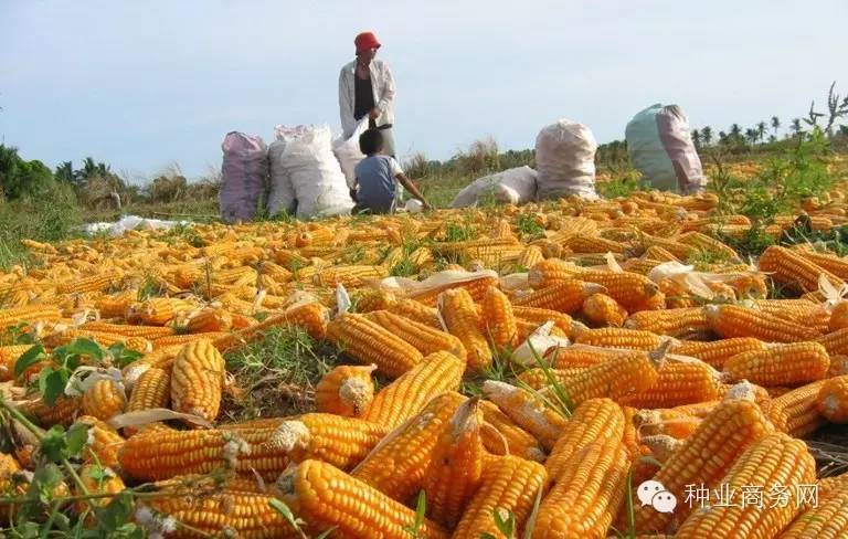 湖北玉米的秘密行情,小巷深处的玉米香