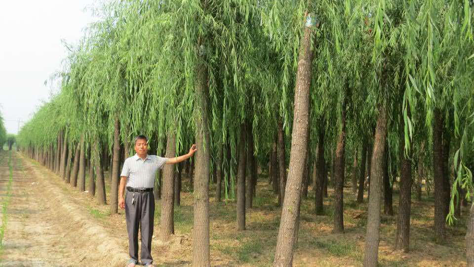 柳树新纪元,揭秘15公分柳树价格的科技魔力